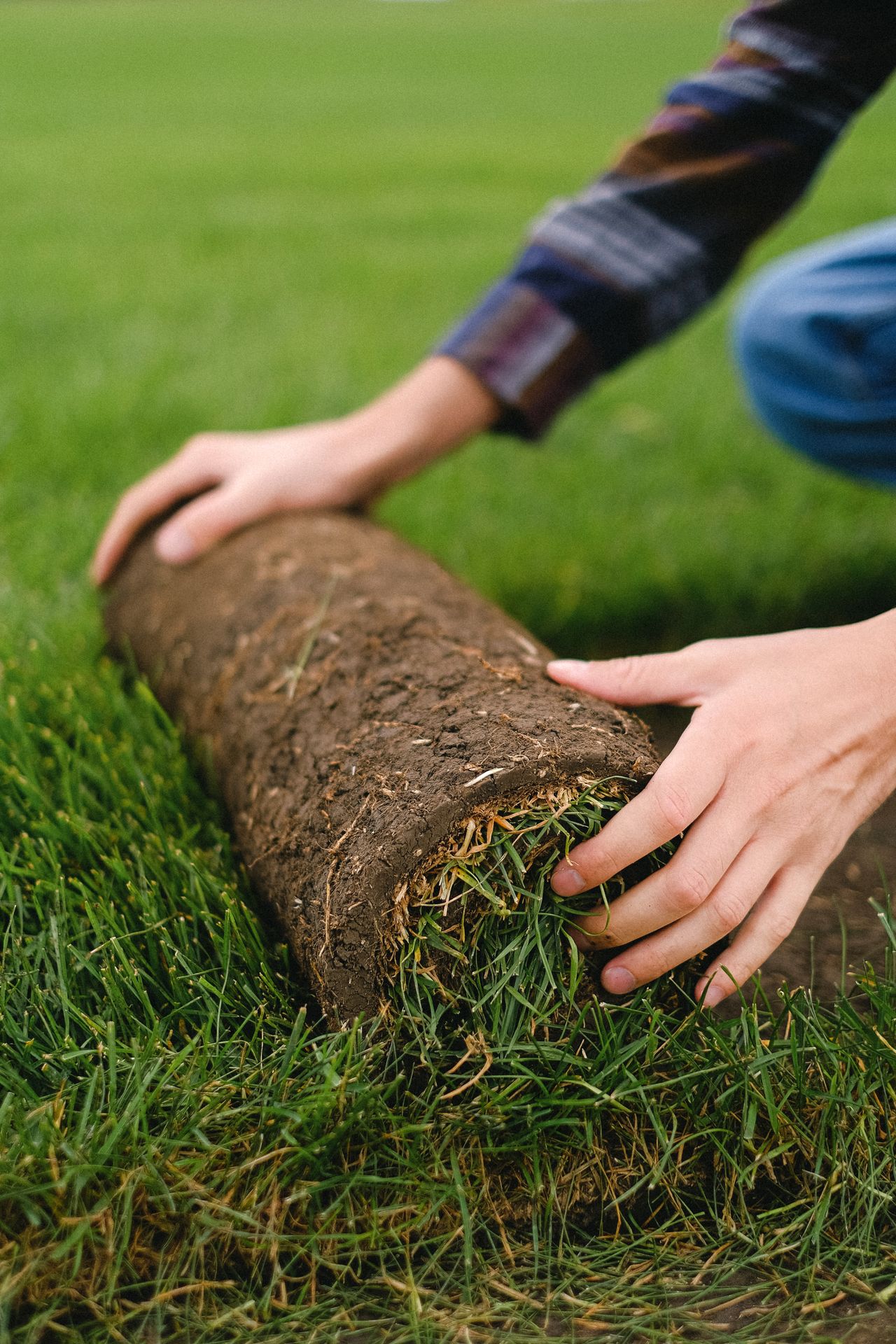 Rolling out new turf across soil