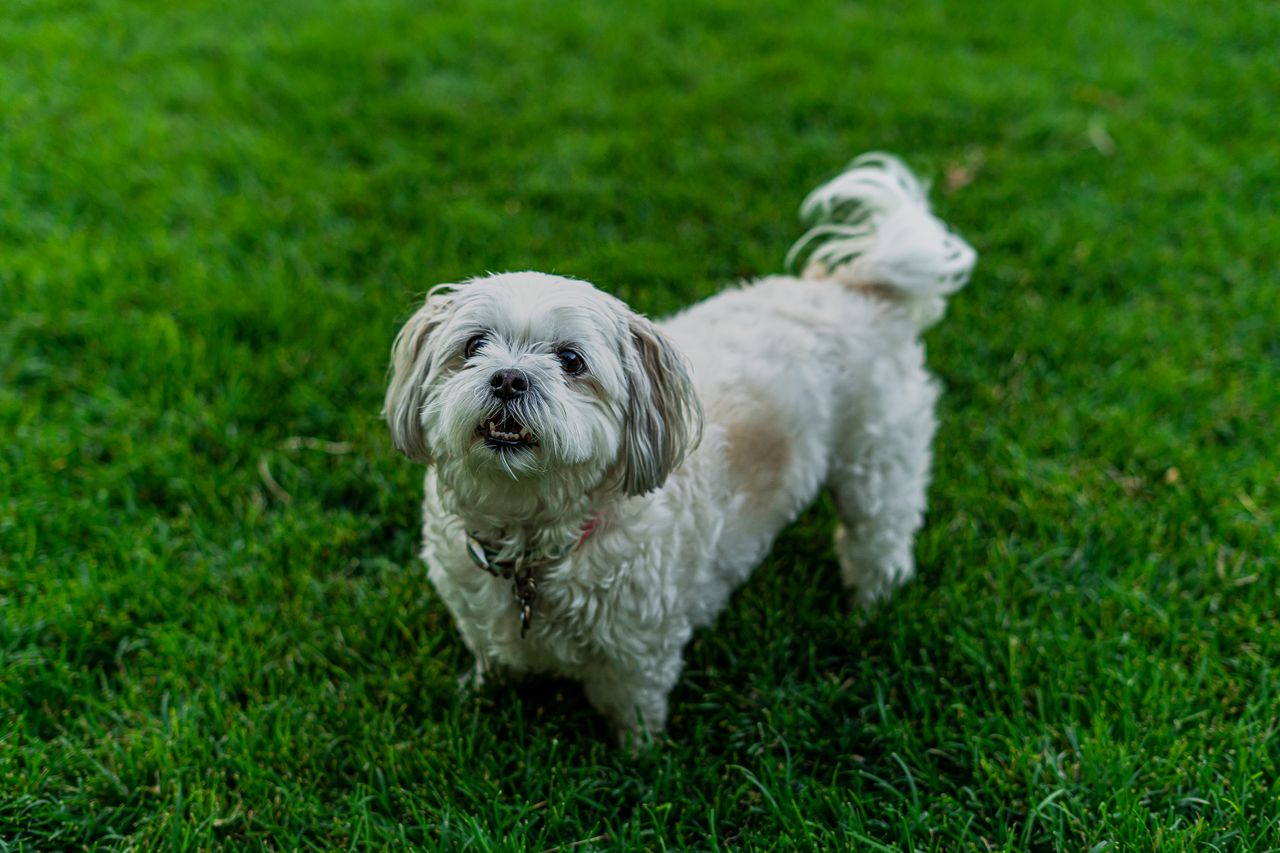 A dog playing on green grass