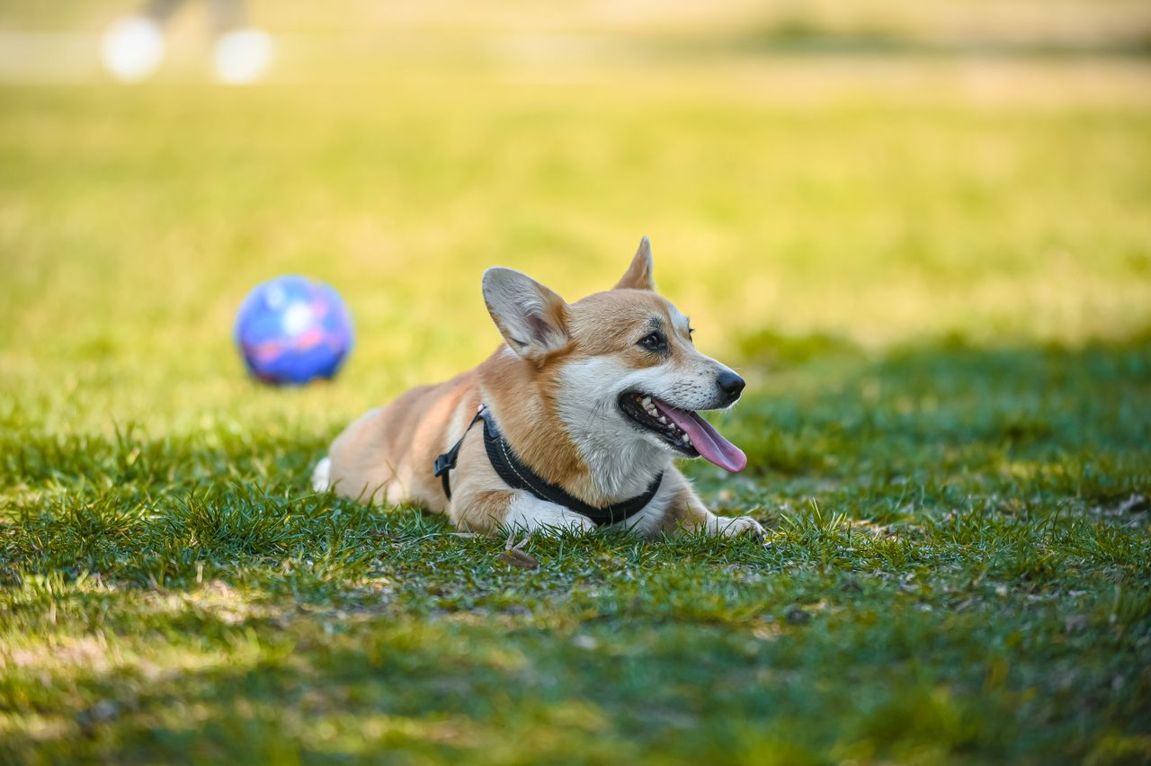 A corgi resting on a green lawn
