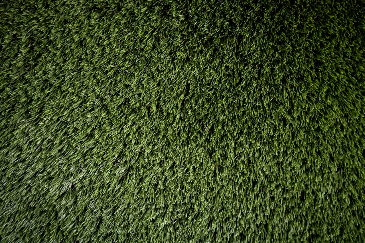 Blades of grass in close-up